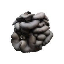 Load image into Gallery viewer, Blue Oyster Mushroom Grow Kit