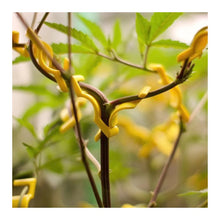 Load image into Gallery viewer, BudTrainer BudClips - 20pk