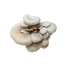 Load image into Gallery viewer, Elm Oyster Mushroom Grow Kit
