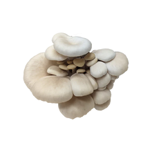 Load image into Gallery viewer, Elm Oyster Mushroom Grow Kit