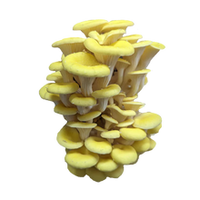 Load image into Gallery viewer, Golden Oyster Mushroom Grow Kit