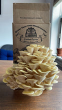 Load image into Gallery viewer, Golden Oyster Mushroom Grow Kit