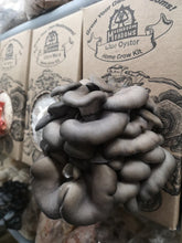 Load image into Gallery viewer, Blue Oyster Mushroom Grow Kit