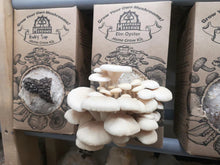 Load image into Gallery viewer, Elm Oyster Mushroom Grow Kit