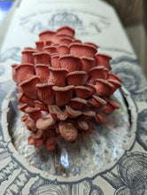 Load image into Gallery viewer, Pink Oyster Mushroom Grow Kit
