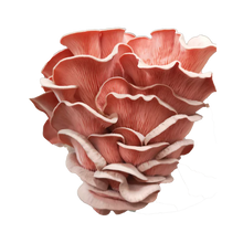 Load image into Gallery viewer, Pink Oyster Mushroom Grow Kit