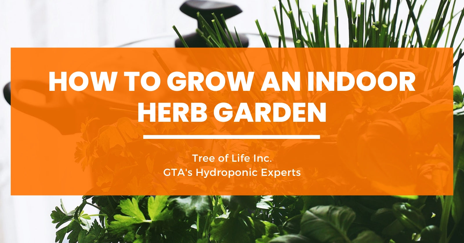 How to Grow an Indoor Herb Garden – Tree of Life Inc.