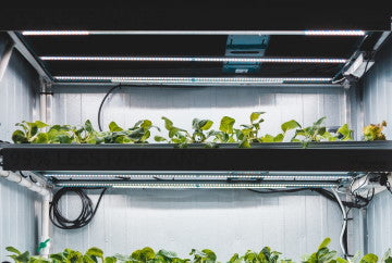 What Lights Should I Use for Growing Plants?