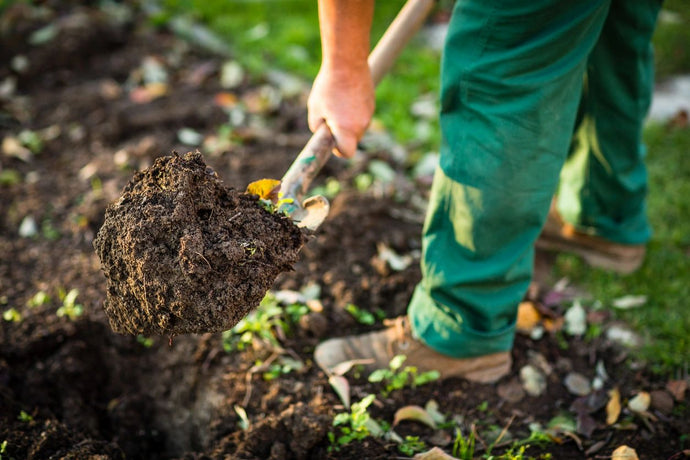 Comparing Organic Amendments to Liquid Nutrients