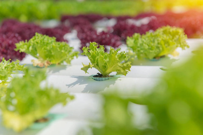 What is Hydroponics?